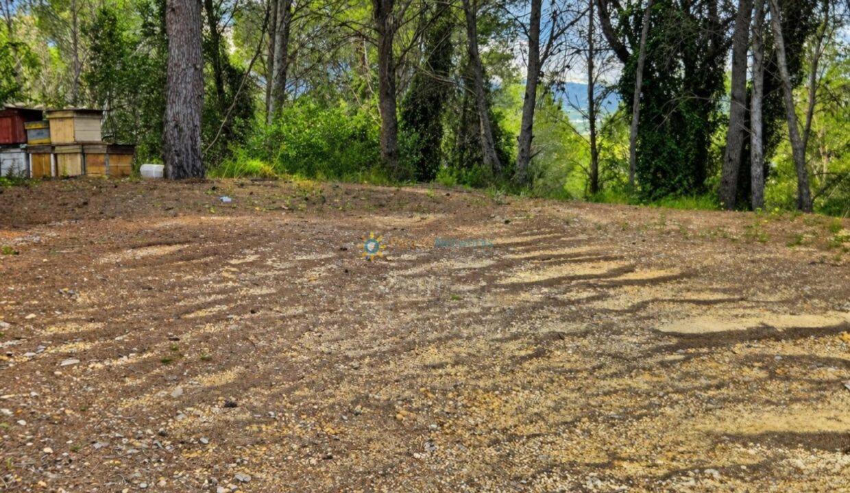 Amanecer en el claro del bosque