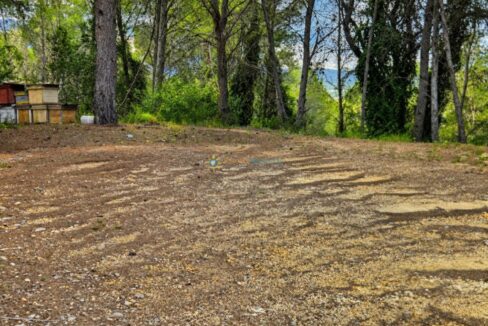 Amanecer en el claro del bosque