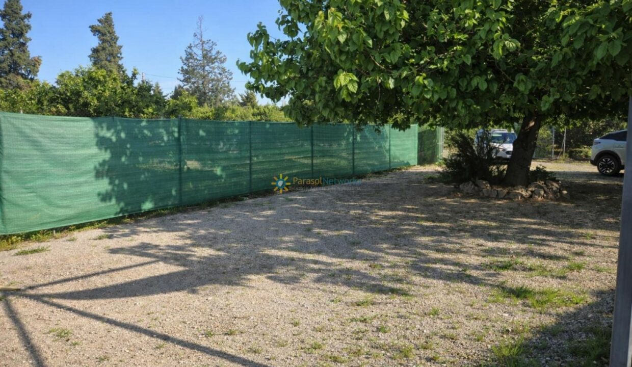 Árbol grande y cielo soleado