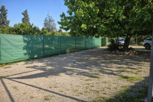 Árbol grande y cielo soleado