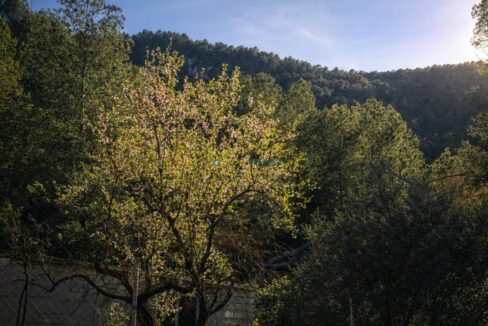 Árboles en flor bajo el sol