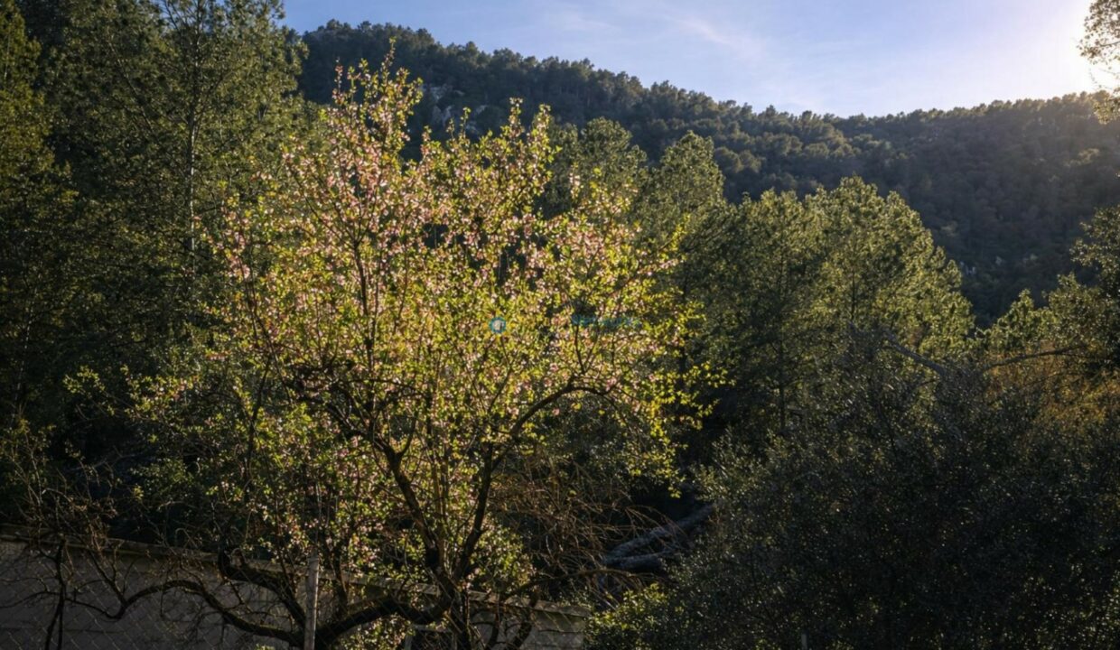 Árboles en flor bajo el sol