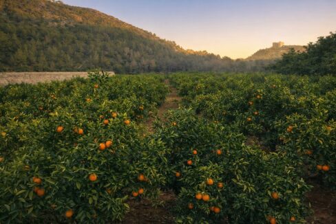 Atardecer en el huerto de naranjos