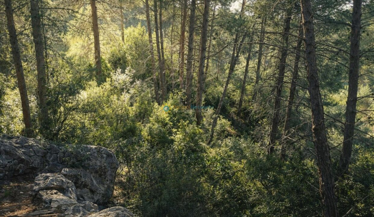 Bosque de pinos bañada por sol