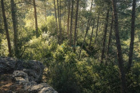 Bosque de pinos bañada por sol