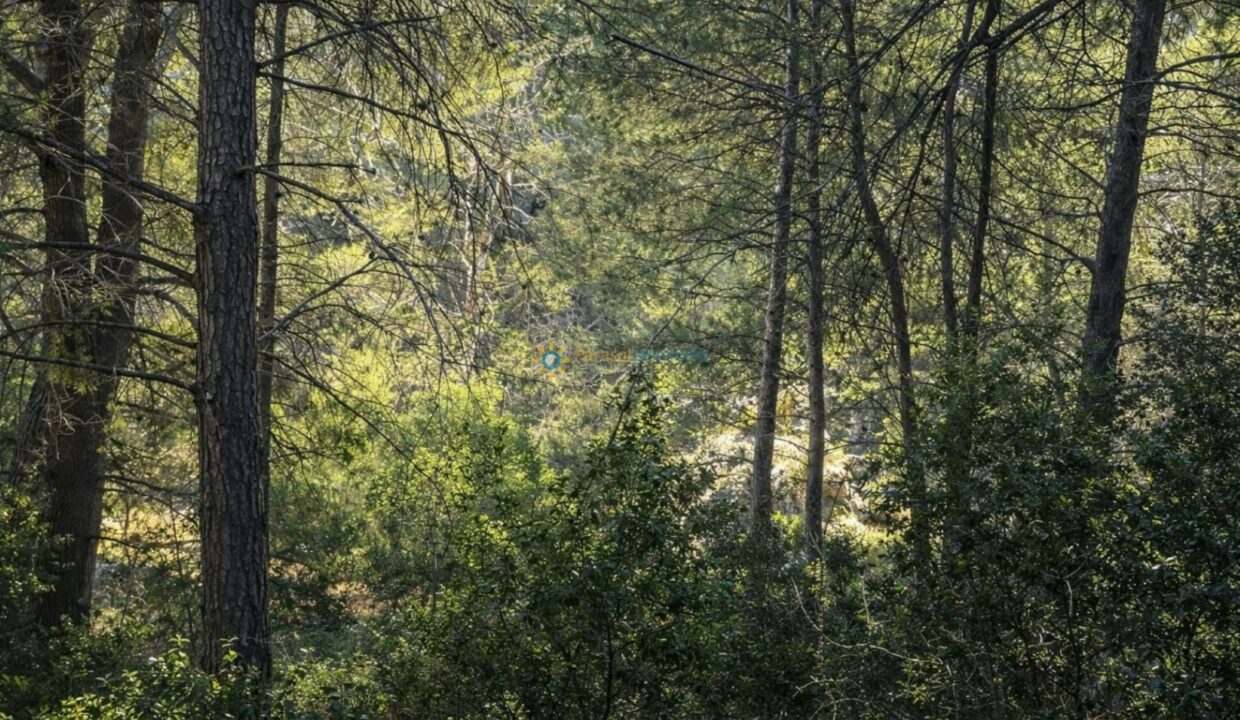 Bosque de pinos iluminado por el sol