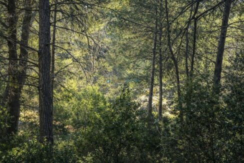 Bosque de pinos iluminado por el sol