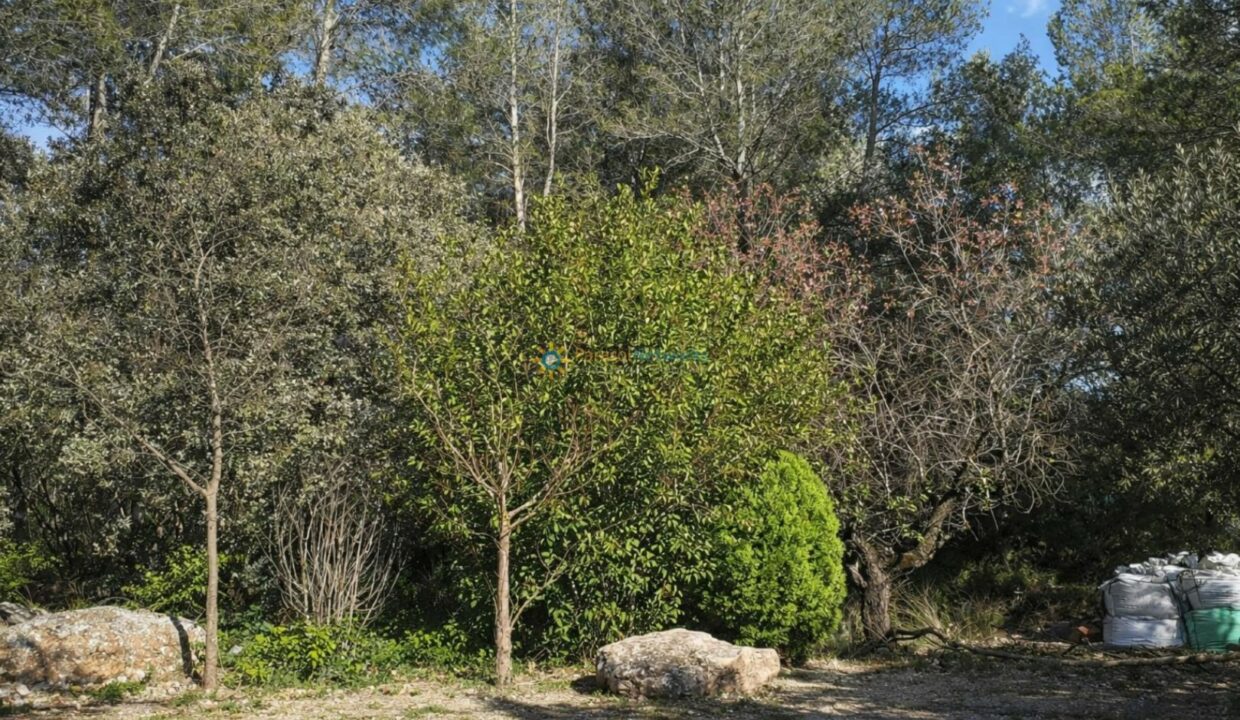 Bosque iluminado con rocas y árboles