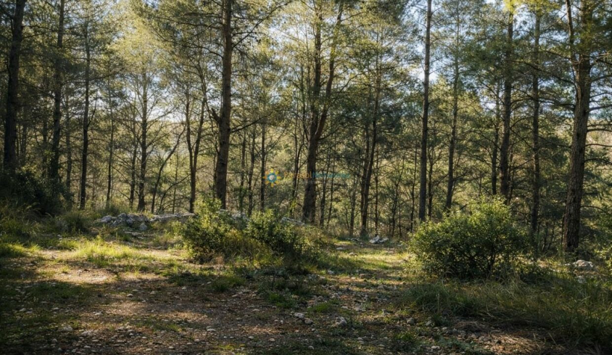 Bosque soleado con pinos y rocas