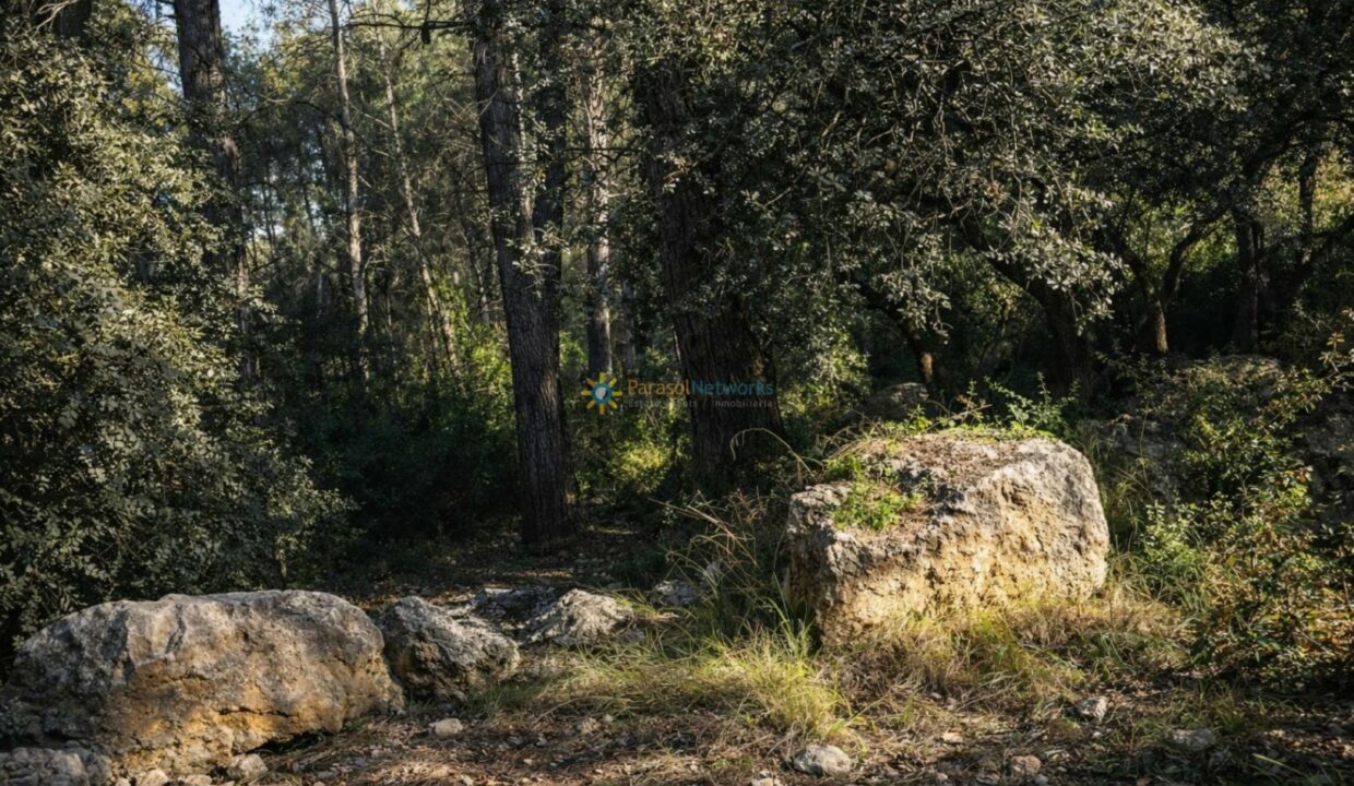 Bosque soleado con rocas y sendero