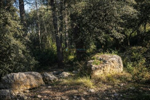 Bosque soleado con rocas y sendero
