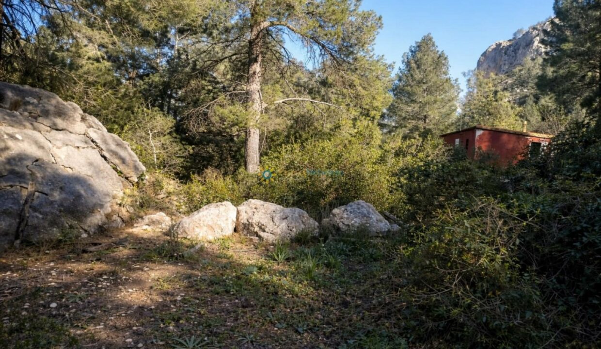 Bosque soleado con sendero y rocas