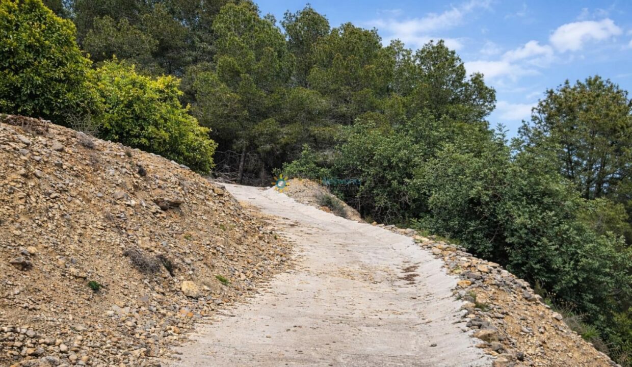 Camino de concreto en el bosque