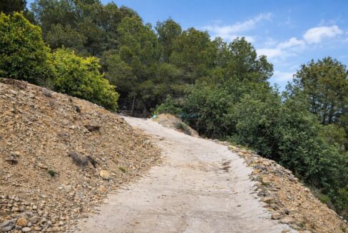 Camino de concreto en el bosque