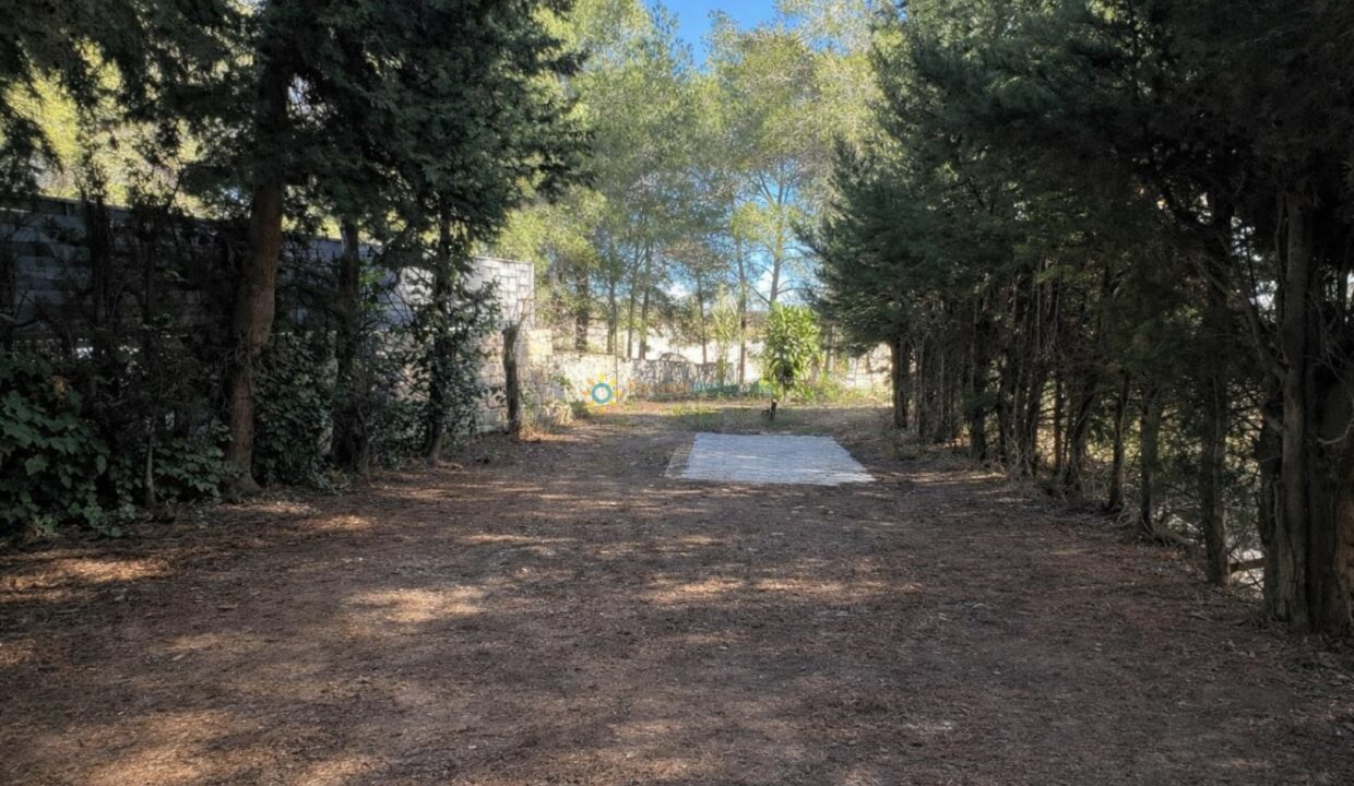 Camino despejado entre cipreses