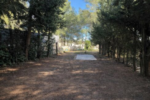 Camino despejado entre cipreses