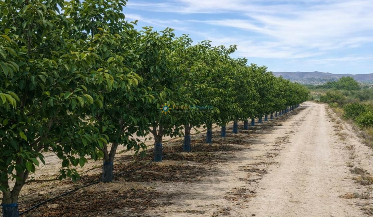 Camino en el huerto soleado