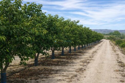 Camino en el huerto soleado