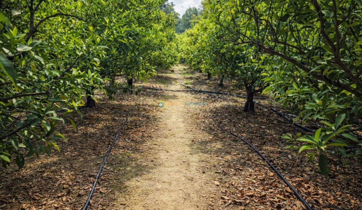 Camino en huerto de cítricos