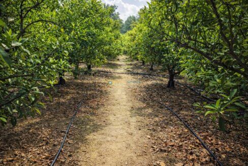 Camino en huerto de cítricos