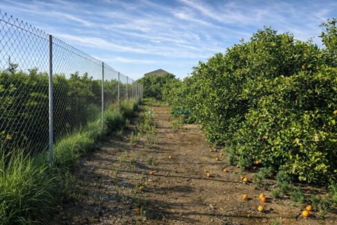 Camino entre la cerca y huerto