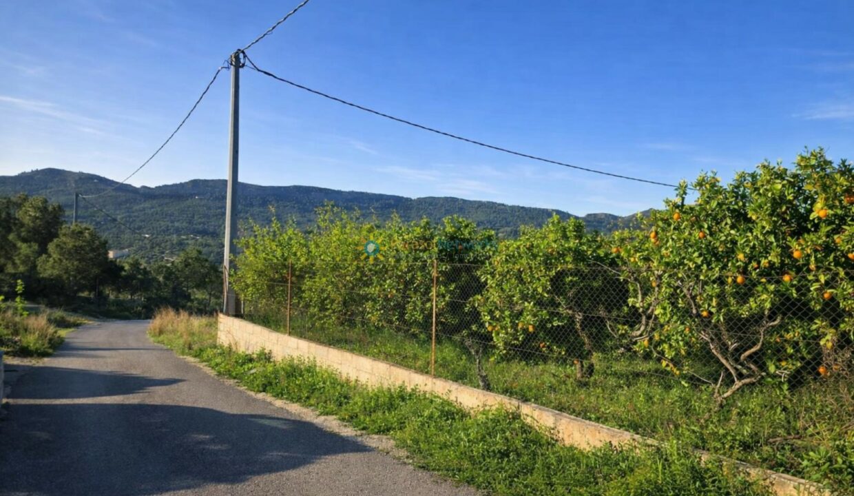 Camino rural con huerto de naranjas