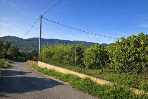 Camino rural con huerto de naranjas