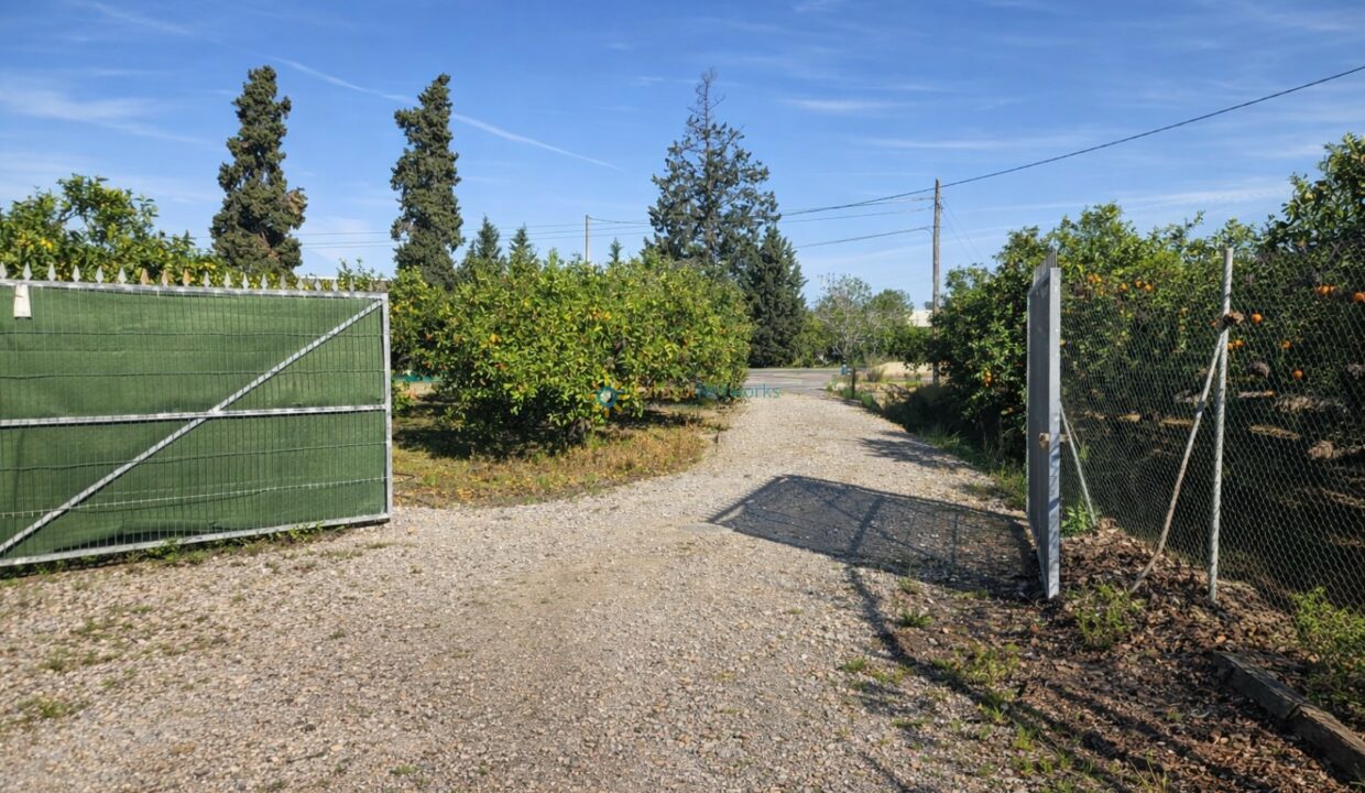 Camino rural entre árboles frutales