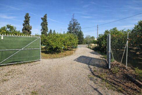 Camino rural entre árboles frutales