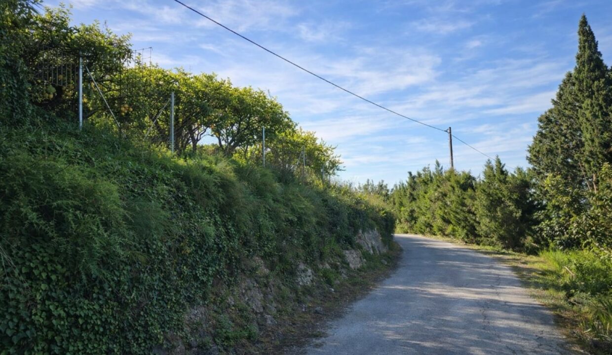 Camino rural entre árboles y cítricos