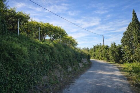 Camino rural entre árboles y cítricos