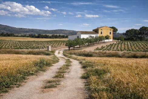 Camino rural entre campos y viñedos