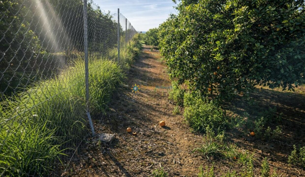 Camino rural entre huertos de naranjos
