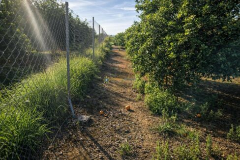 Camino rural entre huertos de naranjos
