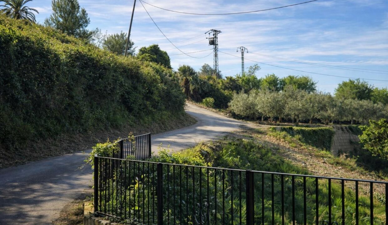 Camino rural entre olivares y vegetación