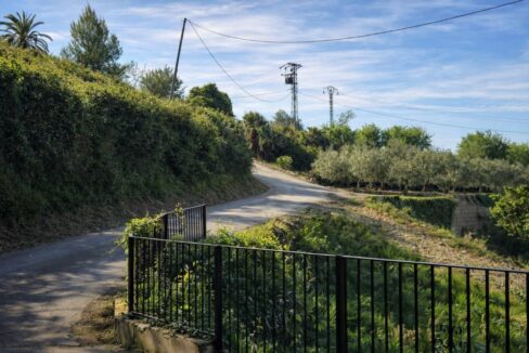 Camino rural entre olivares y vegetación