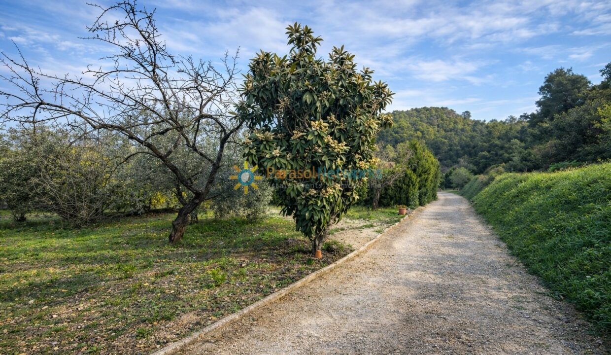 Camino rural rodeado de naturaleza