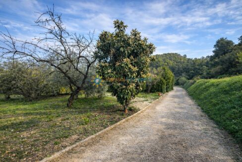 Camino rural rodeado de naturaleza