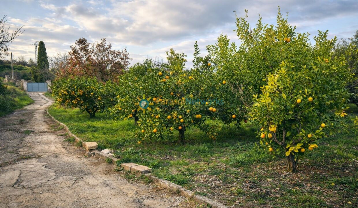 Camino rural y huerto de cítricos
