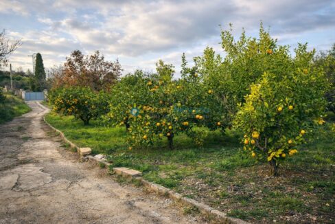 Camino rural y huerto de cítricos