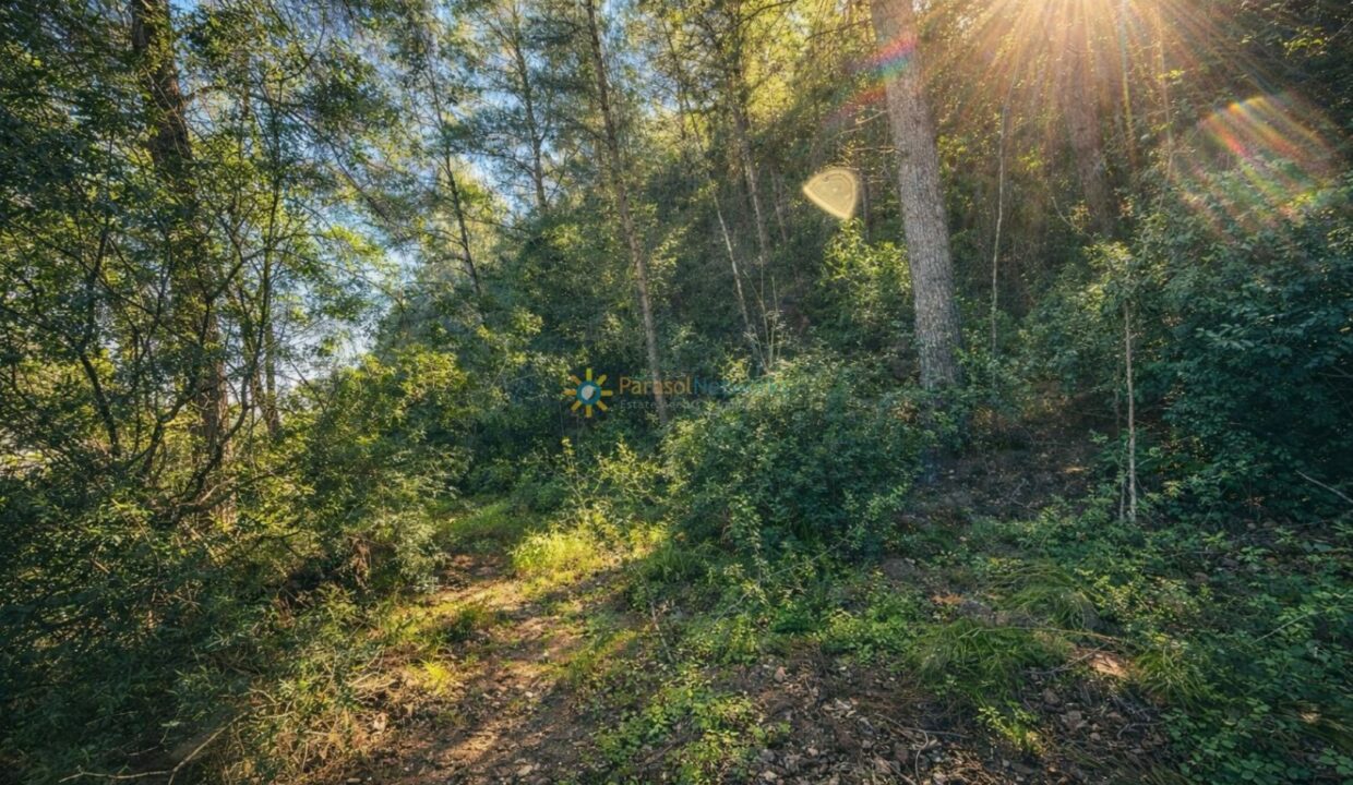 Camino soleado en el bosque