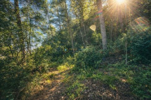 Camino soleado en el bosque