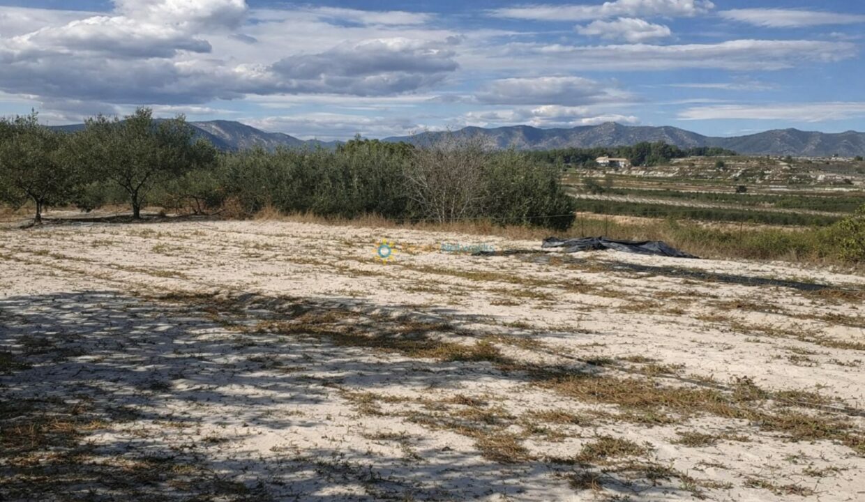 Campo árido y olivares bajo el sol
