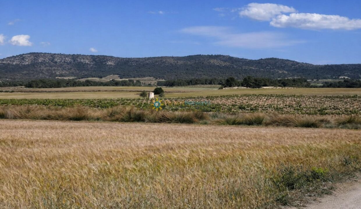 Campo dorado y viñedo campestre