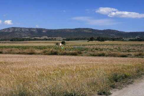 Campo dorado y viñedo campestre