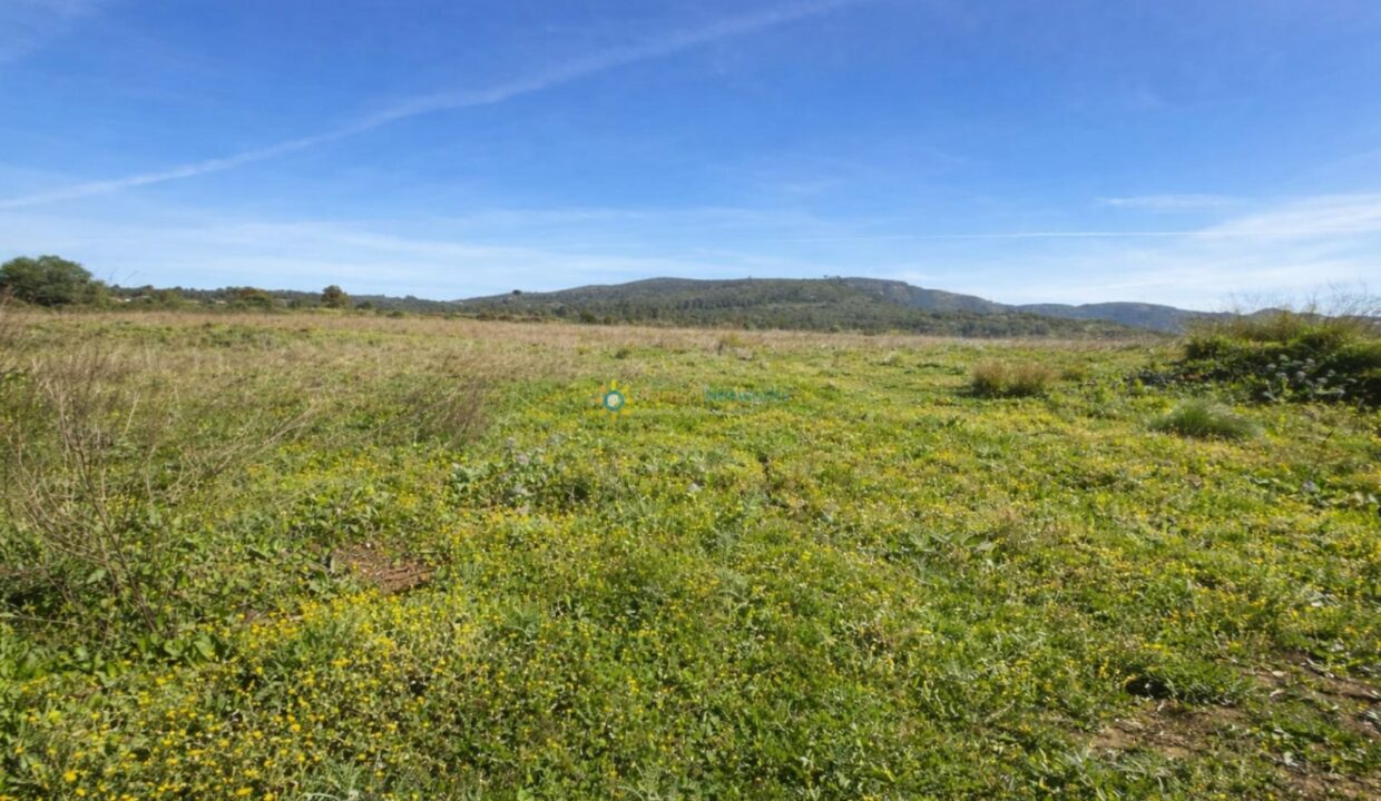 Campo verde bajo cielo azul