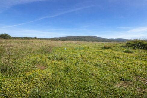 Campo verde bajo cielo azul