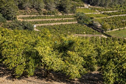 Campos de naranjos en la terraza mediterránea
