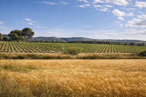 Campos dorados y viñedos rurales