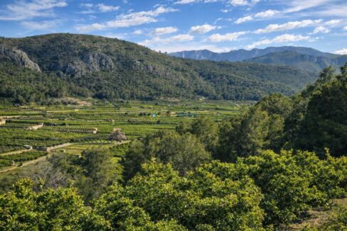Campos en terrazas y montañas verdes